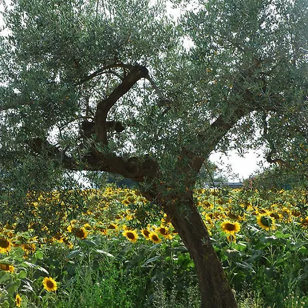 Farm stay Masseria Le Due Colline